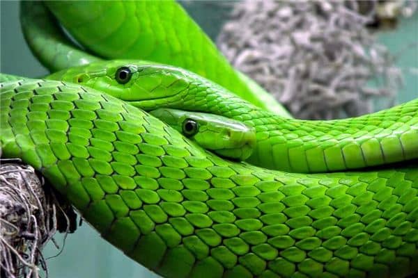 梦见蛇群是什么意思