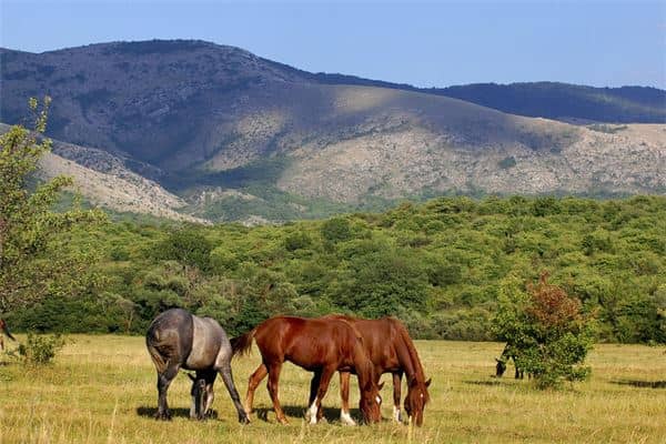 梦见好多马是什么意思