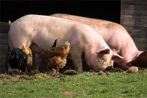 梦见活猪是什么意思