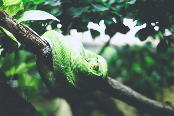 梦见又粗又大的青蛇是什么意思