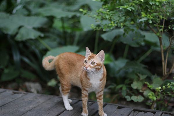 梦见流浪猫是什么意思