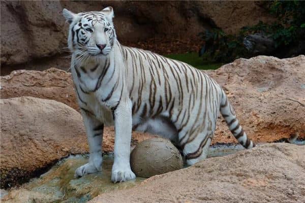 梦见虎是什么意思