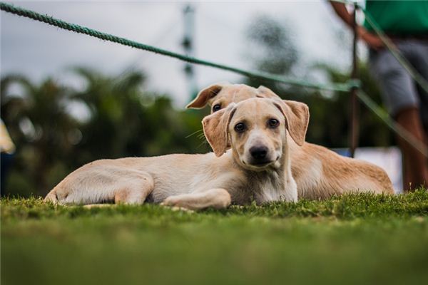 梦见被狗咬脚是什么意思