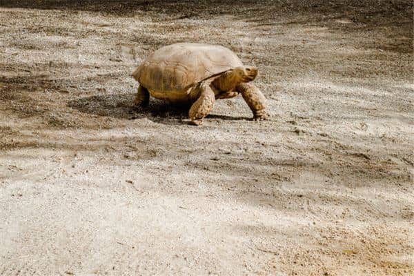 梦见抓到乌龟是什么意思