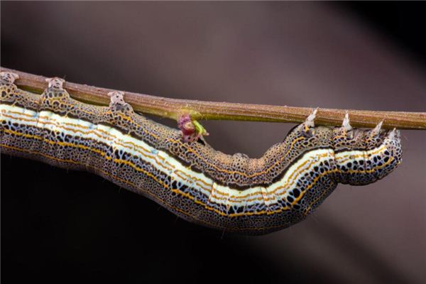 梦见被虫子追着跑是什么意思