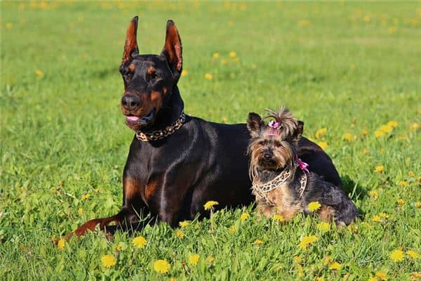 梦见女人狗没咬到是什么意思