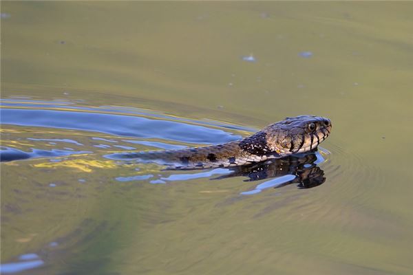梦见蛇缠身是什么意思