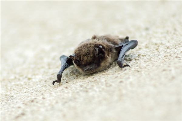 梦见被蝙蝠咬是什么意思