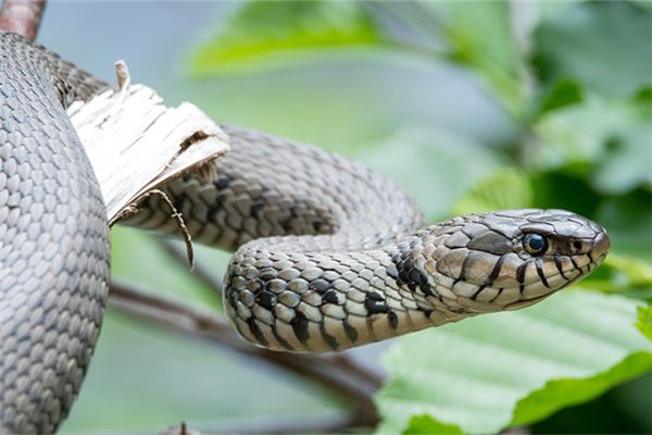 梦见孩子被蛇咬了是什么意思