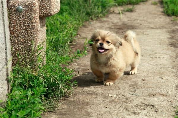 梦见小狗拉屎是什么意思