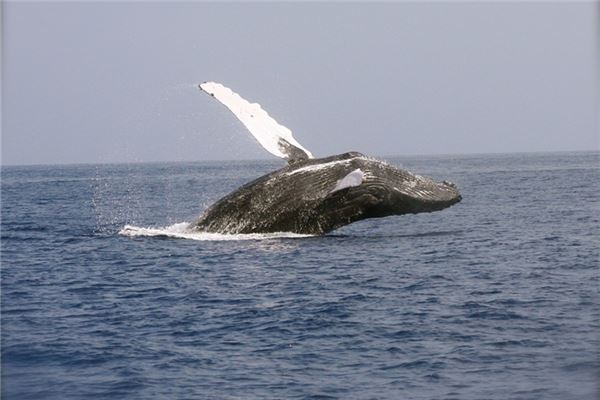 梦见大鱼跃起是什么意思