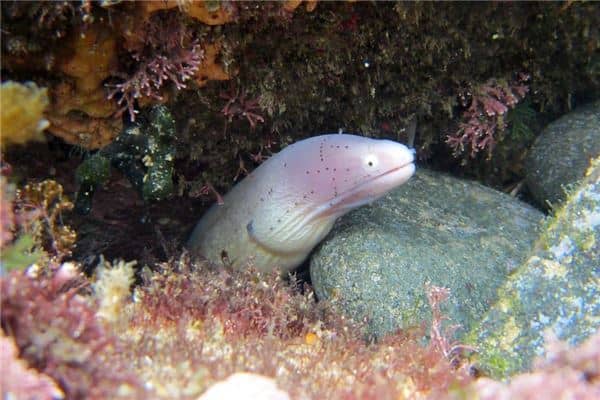 梦见黄膳是什么意思