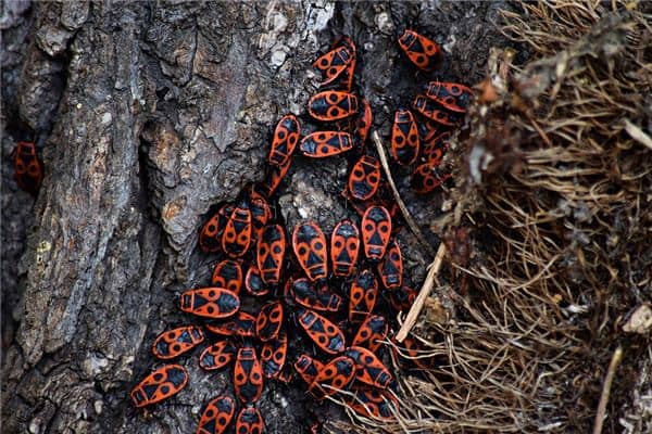 梦见一堆虫子是什么意思