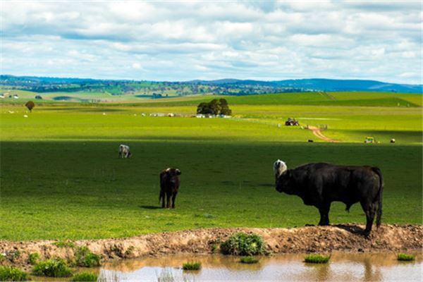 梦见牛是啥仙家是什么意思