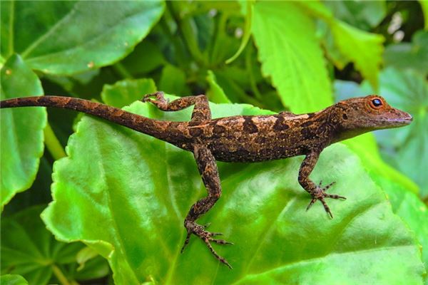 梦见小蜥蜴是什么意思