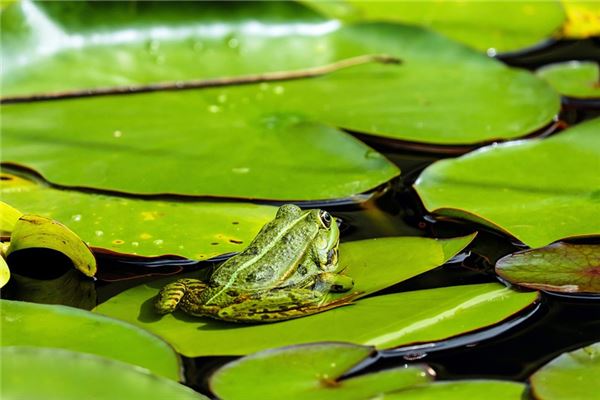 梦见大青蛙是什么意思