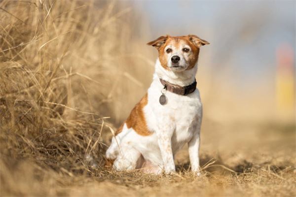 梦见找狗是什么意思