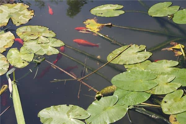 梦见田里好多鱼在游是什么意思