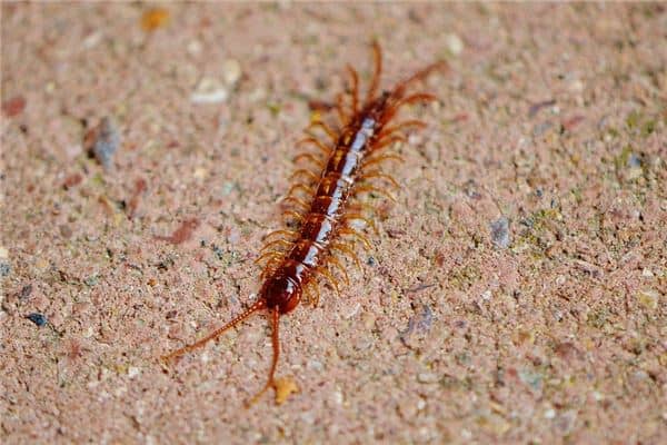 梦见蜈蚣咬自己是什么意思