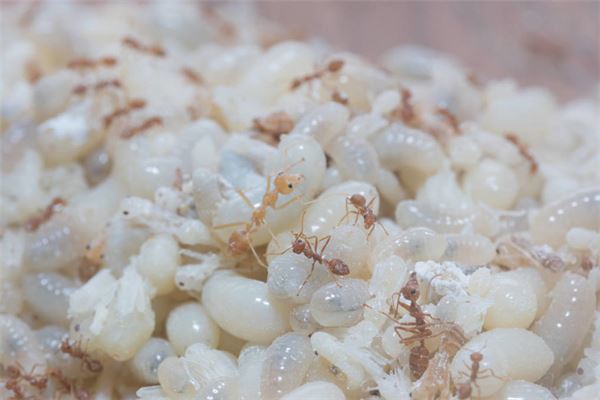 梦见好多蚂蚁是什么意思