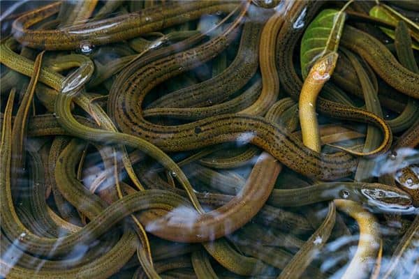 梦见很多黄鳝是什么意思