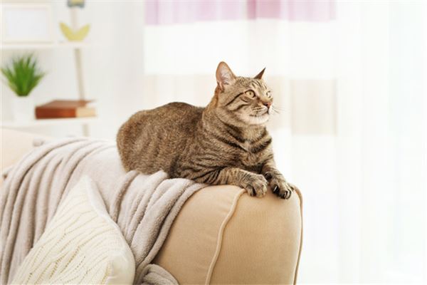 梦见打猫是什么意思