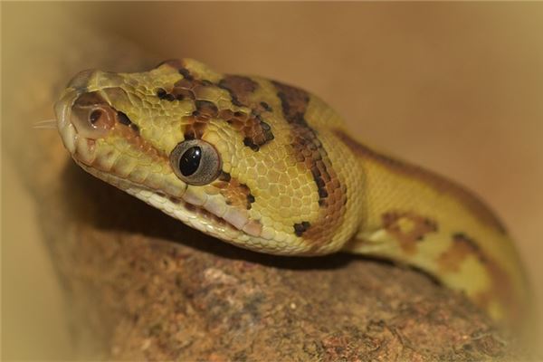 梦见斩断蛇头是什么意思