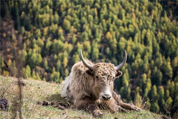 梦见宰牛是什么意思