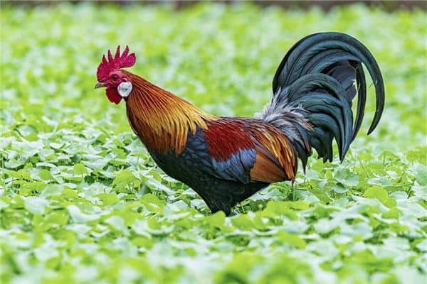 梦见活鸡是什么意思