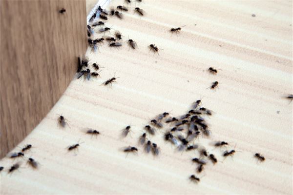梦见床上有蚂蚁是什么意思