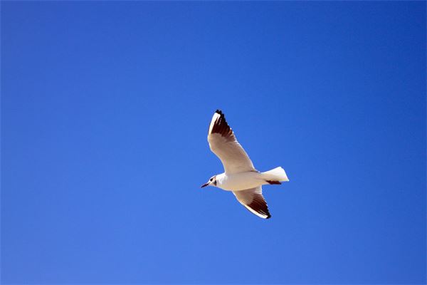 梦见海鸥是什么意思