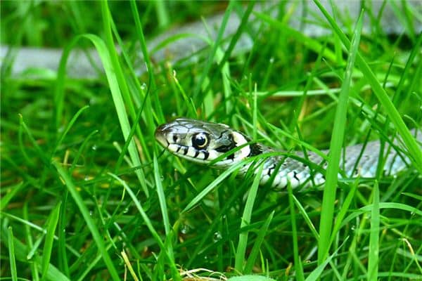 梦见一地小蛇是什么意思