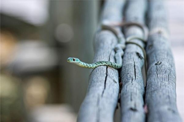 梦见青蛇是什么意思