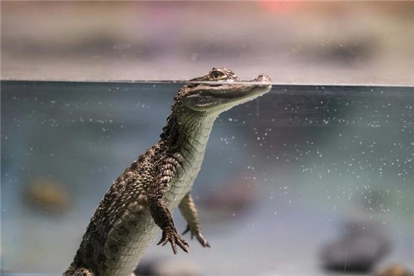 梦见鳄鱼咬我是什么意思