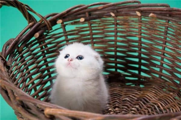 梦见被猫咬怎么化解是什么意思