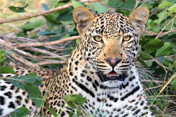 梦见豹子是什么意思