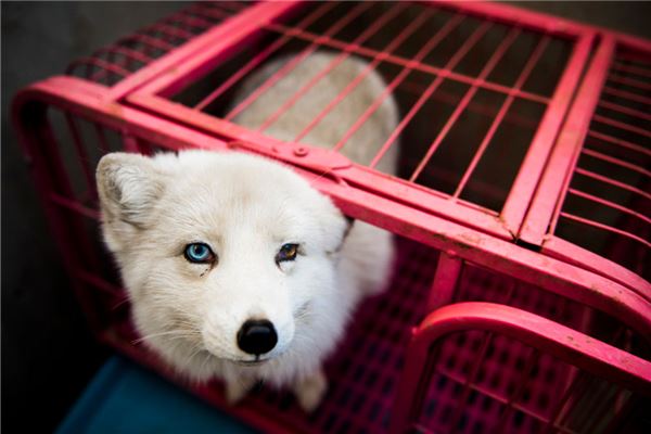 梦见白狐狸是什么意思