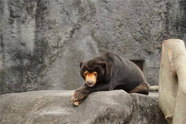 梦见狗熊是什么意思