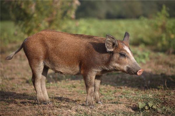 梦见一头猪是什么意思