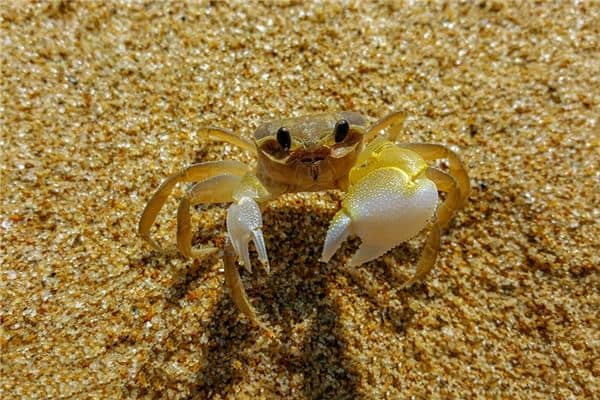 梦见女人螃蟹是什么意思吗是什么意思