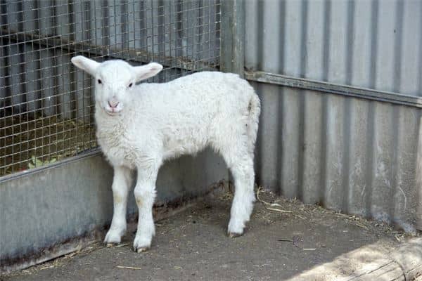 梦见小羊是什么意思