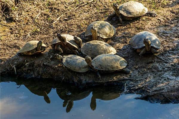 梦见王八是什么意思