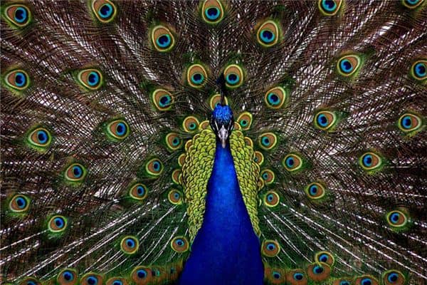 梦见孕妇孔雀是什么意思