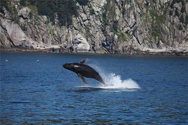 梦见特别大的大鱼是什么意思