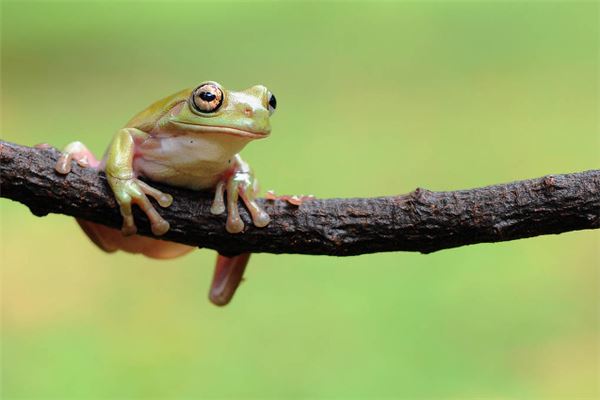 梦见青蛙是什么意思