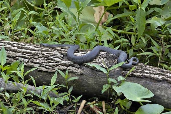 梦见蛇退掉的皮是什么意思