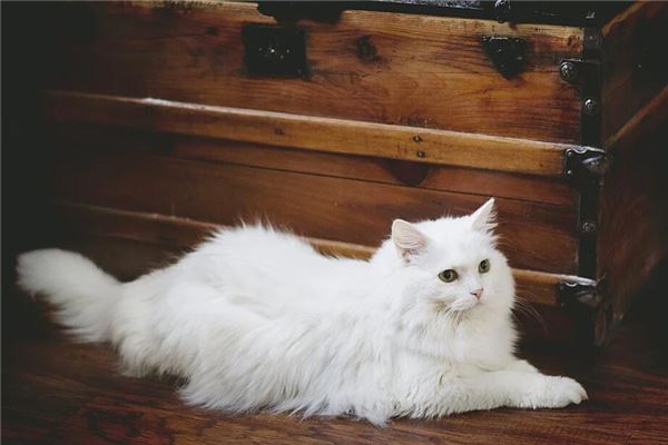 梦见猫咪死了是什么意思