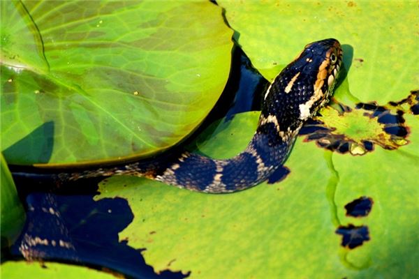 梦见被蛇攻击躲过了是什么意思