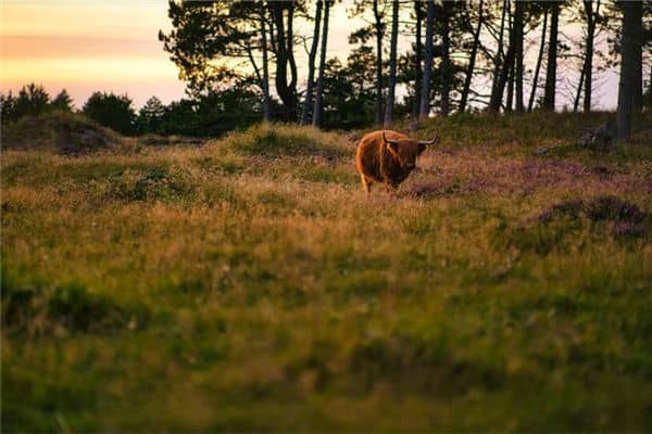 梦见小牛是什么意思