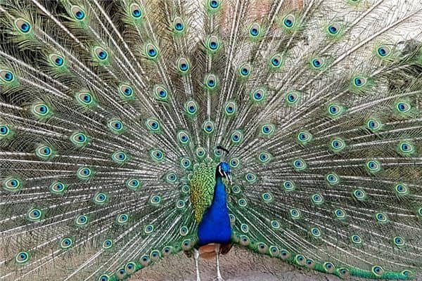 梦见孔雀开屏是什么意思